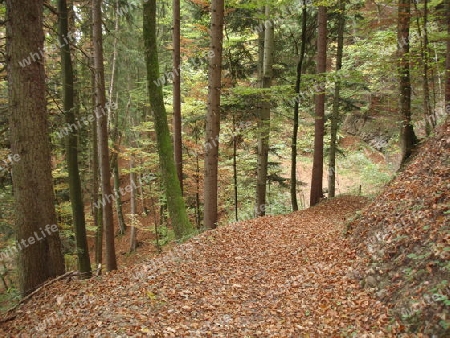 Waldweg