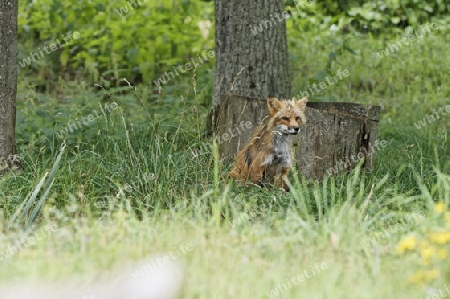 Rotfuchs, Vulpes vulpes