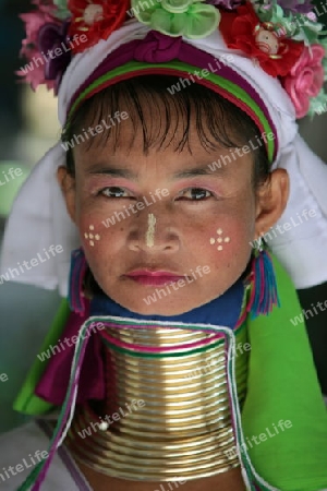 Eine Traditionell gekleidete Langhals Frau eines Paudang Stammes aus Burma lebt in einem Dorf noerdlich von Chiang Mai in Nord Thailand.