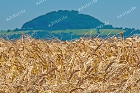 Gerstenfeld