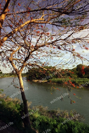 Die landschaft am Fluss Mae Nam Yom im Si Satchanalai-Chaliang Historical Park rund 50 Km von Sukhothai in der Provinz Sukhothai im Norden von Thailand in Suedostasien.