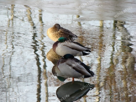 3 schlafende Enten auf dem Eis