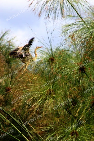 Purple Heron, Ardea Purpurea