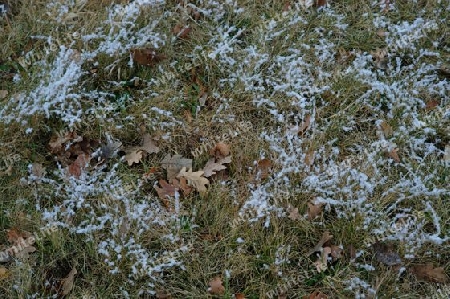 fallen leafs and snow