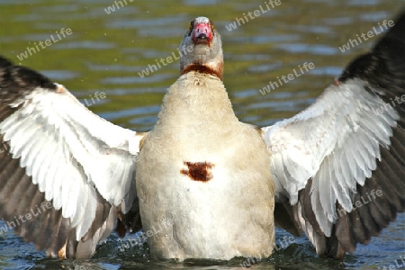 Nilgans mit ausgebreiteten Fl?geln