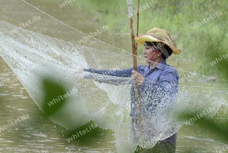 Eine Frau beim Fischen in einem Fluss in der Provinz Amnat Charoen nordwestlich von Ubon Ratchathani im nordosten von Thailand in Suedostasien.