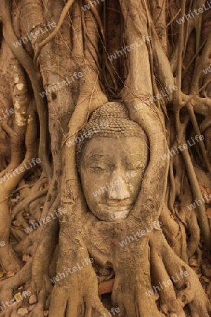 Ein in einem Baum eingeflechteter Steinkopf im Wat Phra Mahathat Tempel in der Tempelstadt Ayutthaya noerdlich von Bangkok in Thailand.