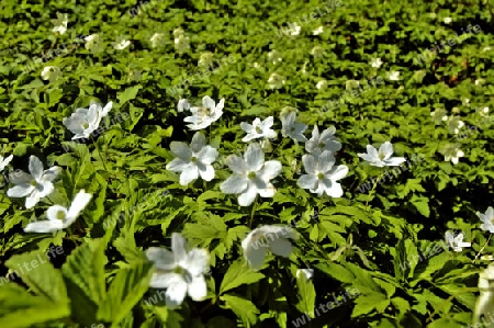 Waldblumen