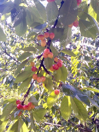 Kirschen am Baum