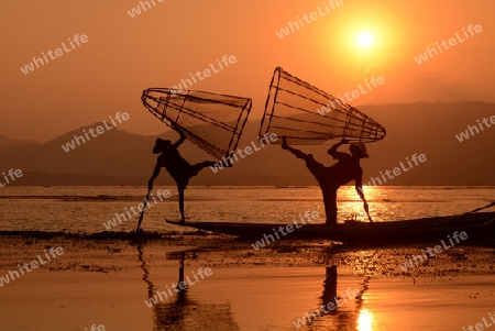 Fishermen at sunset in the Landscape on the Inle Lake in the Shan State in the east of Myanmar in Southeastasia.