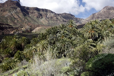 the Landscape near mountain Village of  Fataga in the centre of the Canary Island of Spain in the Atlantic ocean.