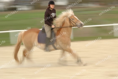 M?dchen auf Haflinger, verwischt