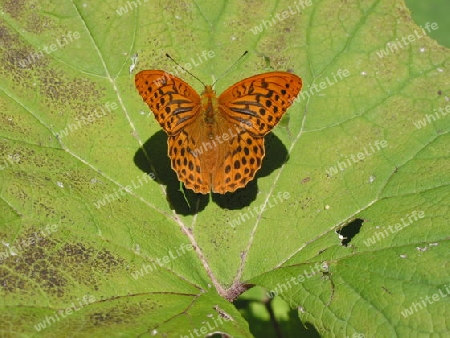 Schmetterling