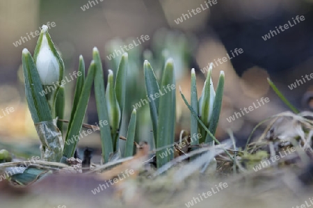 Kleines Schneegloeckchen, Galanthus nivalis