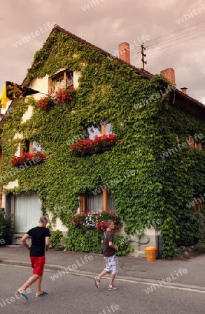  the old town of the villige  Sasbach in Kaiserstuhl in the Blackforest in the south of Germany in Europe.