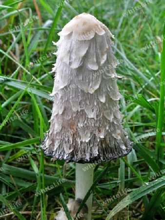 Coprinus comatus