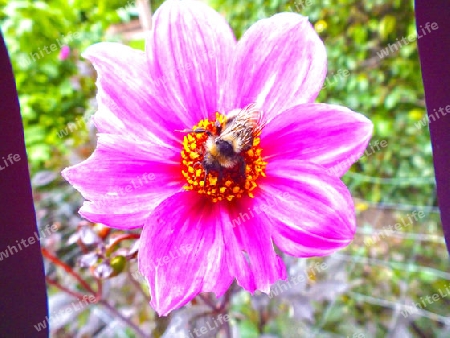 Bienen - Blume