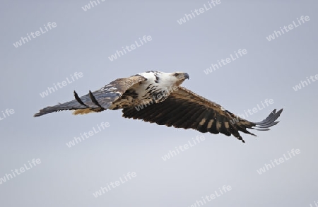 afrikanischer Fischadler (Pandion haliaetus),  im Flug, Masai Mara, Kenia, Afrika