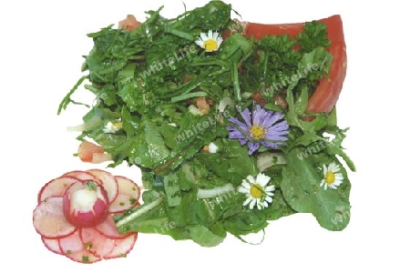Salat von Wildkr?utern (Ruccola, L?wenzahn, Sauerampfer, B?rlauch und Liebst?ckel) mit Radieschen