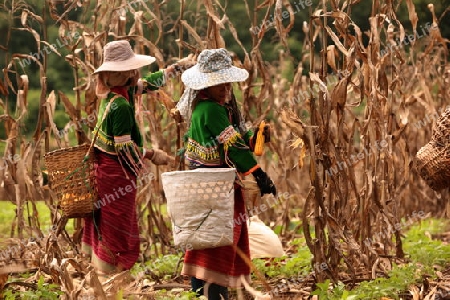 Traditionell gekleidete Frau von einem Stamm der Dara-Ang bei ernten von Maiskolben in einem Maisfeld beim Dof Chiang Dao noerdlich von Chiang Mai im Norden von Thailand.