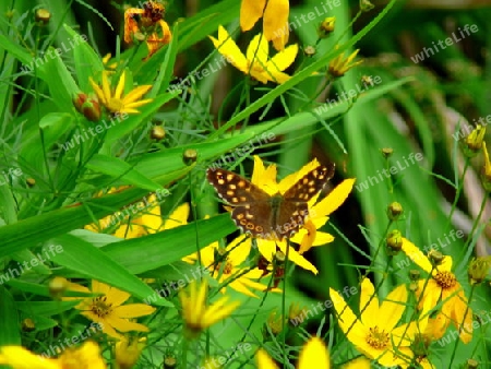 Blumen mit Schmetterling