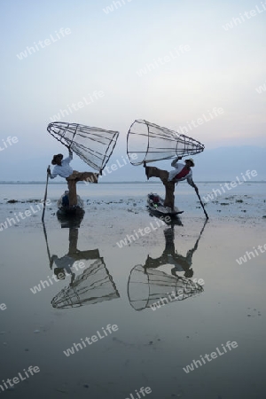 Fishermen at sunrise in the Landscape on the Inle Lake in the Shan State in the east of Myanmar in Southeastasia.