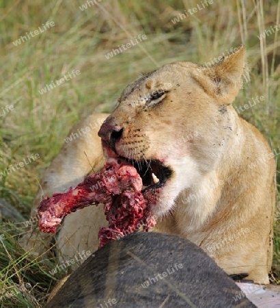 L?wen (Panthera leo),  fressen erbeutetes Gnu , Streifengnu, Weißbartgnu (Connochaetes taurinus),  , Masai Mara, Kenia, Ostafrika, Afrika