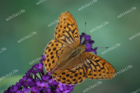 Kaisermantel,Fritillary,"Argynnis paphia"