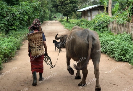 Traditionell gekleidete Frau von einem Stamm der Lahu oder Lisu beim Dof Chiang Dao noerdlich von Chiang Mai im Norden von Thailand. 