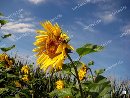 Sonnenblume