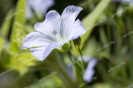 Flax, Linum perenne