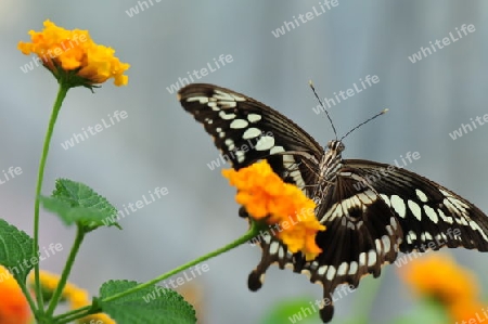 exotischer Schmetterling