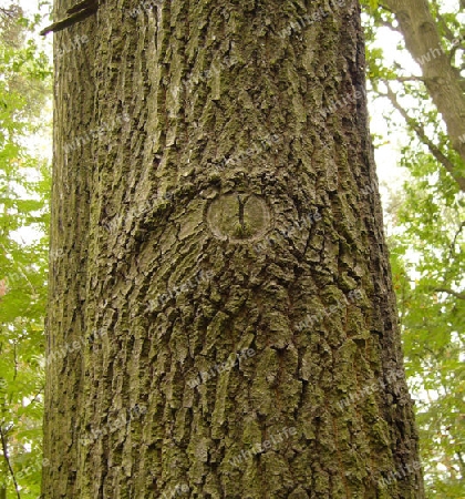 auge an einem baumstamm