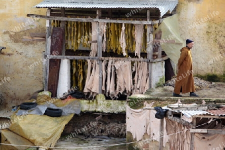 The Leather production in the old City in the historical Town of Fes in Morocco in north Africa.