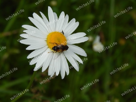 Schwebefliege auf Margerite