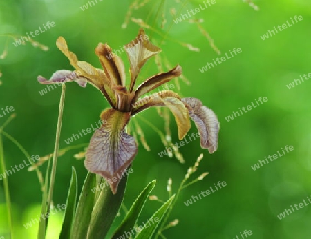 Iris foetidus