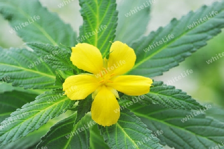 Damiana - Turnera diffusa