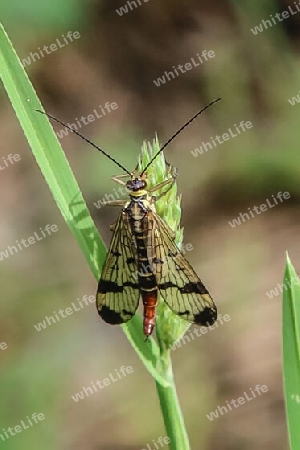 Gewöhnliche Skorpionsfliege