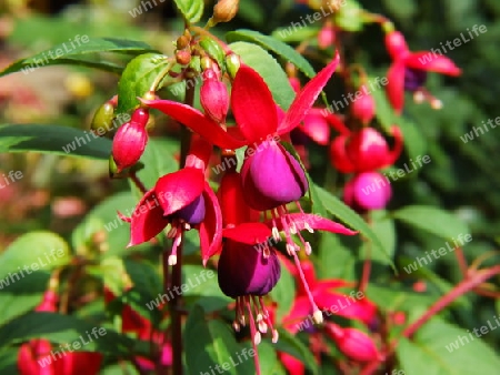 rote Fuchsien