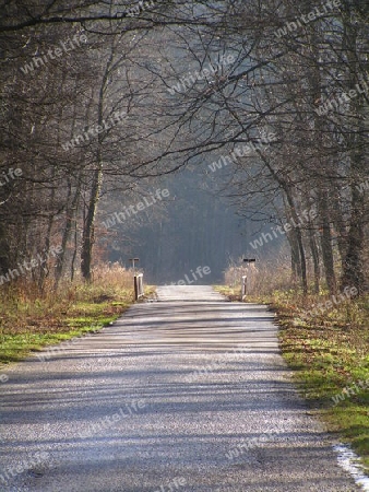 weg im Wald