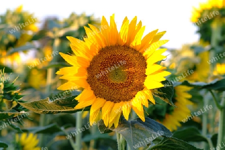 Sonnenblume