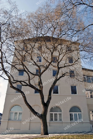 Baum mit Architekturhintergrund