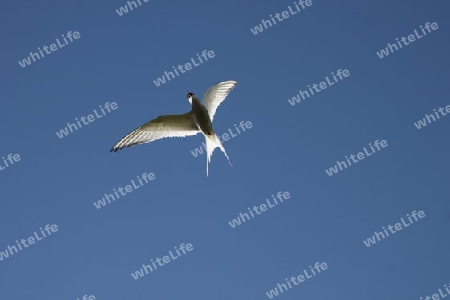 Seeschwalbe im Flug