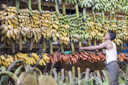 a big Banana Shop in a Market near the City of Yangon in Myanmar in Southeastasia.