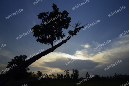 Die Abendstimmung in der Provinz Amnat Charoen nordwestlich von Ubon Ratchathani im nordosten von Thailand in Suedostasien.