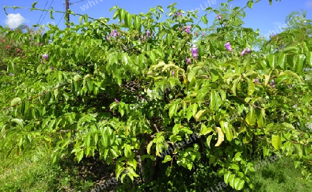 Indischer Gummiwein - Cryptostegia grandiflora