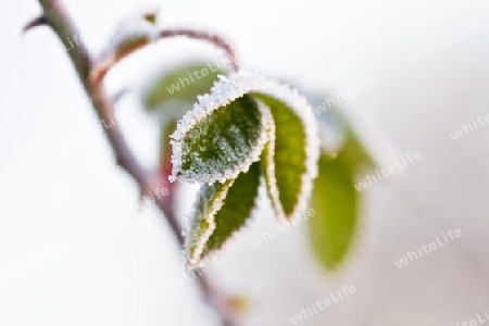 Blatt im Morgenfrost