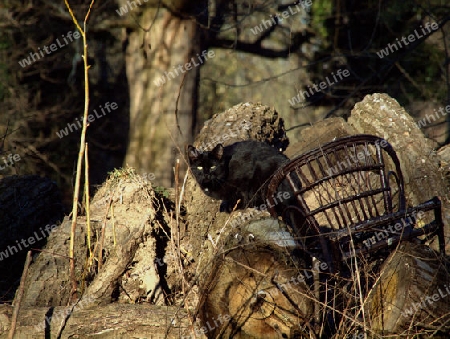 angriffsbereite schwarze Katze neben Korbstuhl