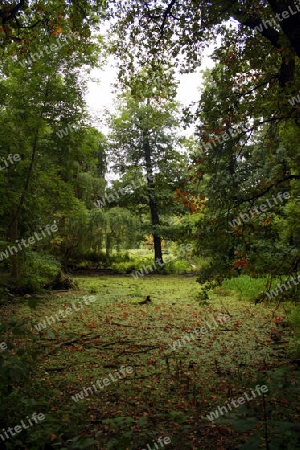 baum im naturschutzgebiet