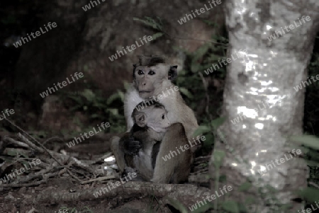 sri lanka_affenmutter mit baby